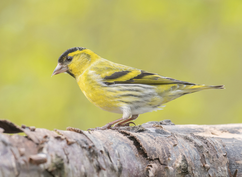 Eurasian Siskin