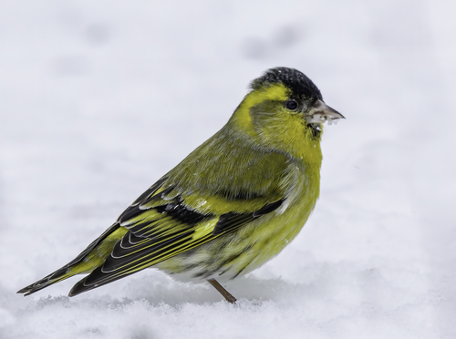 Eurasian Siskin