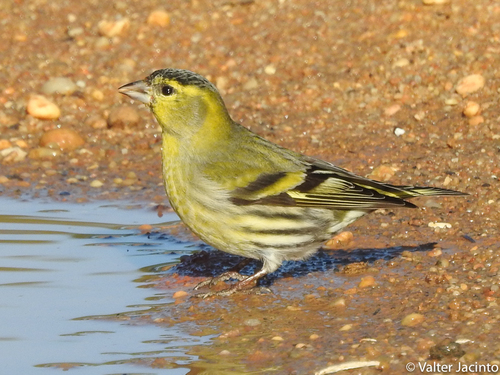 Eurasian Siskin