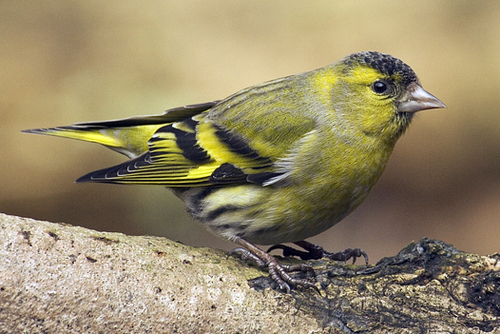 Eurasian Siskin