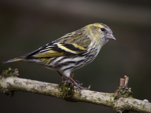 Eurasian Siskin
