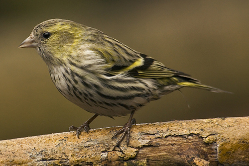 Eurasian Siskin