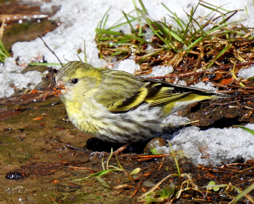 Eurasian Siskin