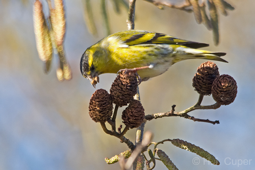 Eurasian Siskin