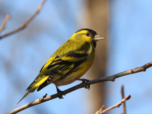 Eurasian Siskin