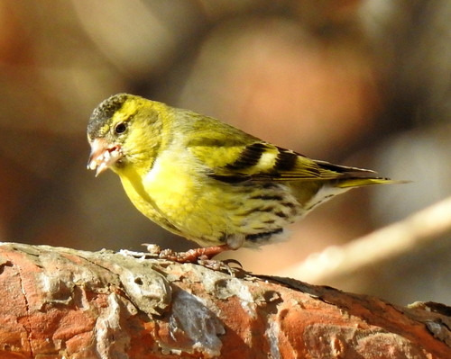 Eurasian Siskin