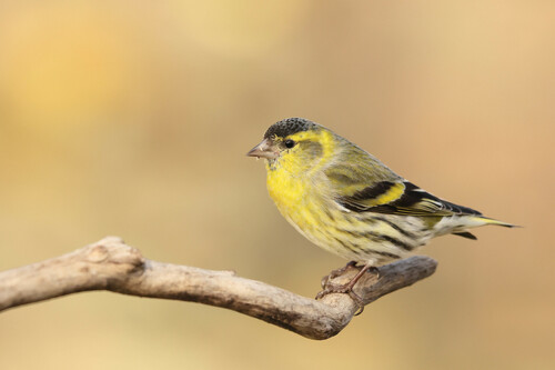 Eurasian Siskin