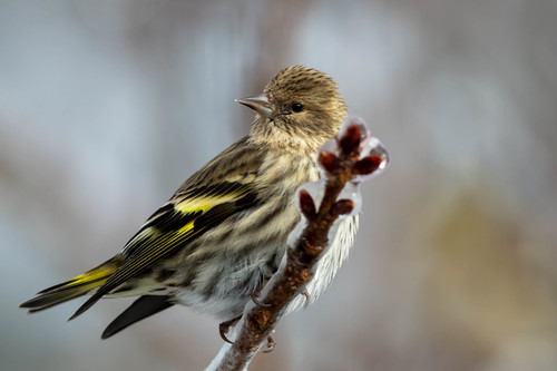 Pine Siskin