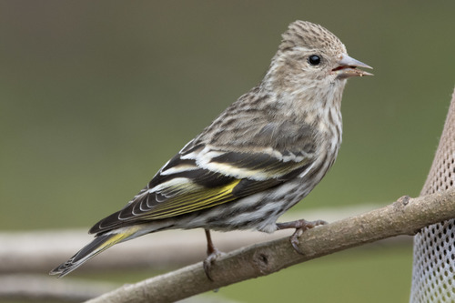 Pine Siskin