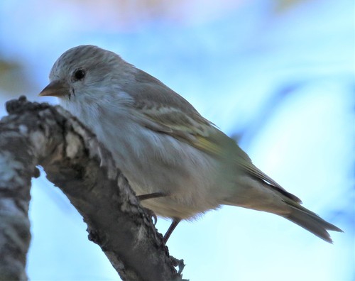 Pine Siskin