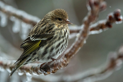 Pine Siskin