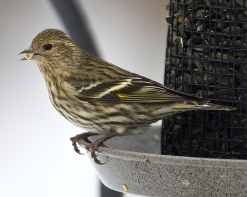 Pine Siskin