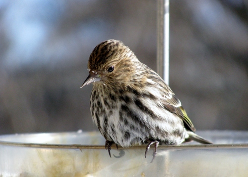 Pine Siskin