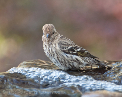 Pine Siskin