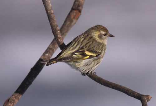 Pine Siskin