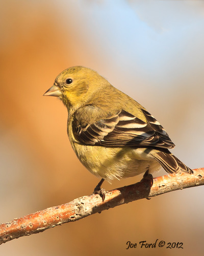 Lesser Goldfinch