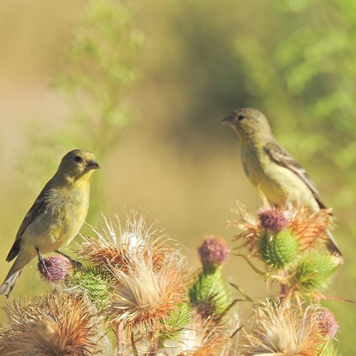 Lesser Goldfinch