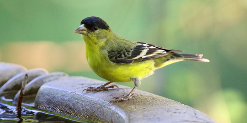 Lesser Goldfinch
