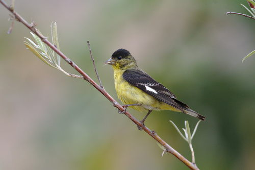 Lesser Goldfinch