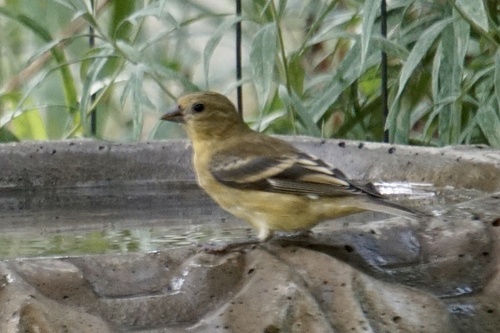 Lesser Goldfinch