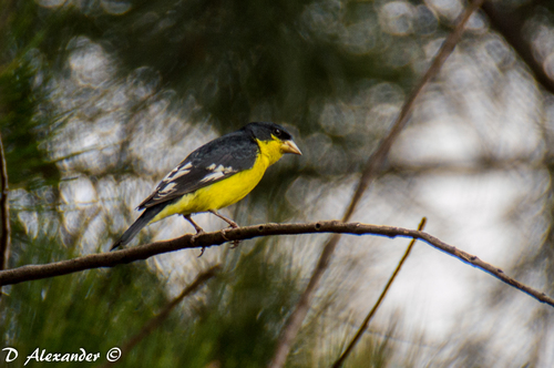 Lesser Goldfinch