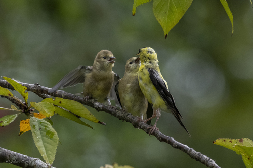 American Goldfinch