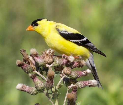 American Goldfinch