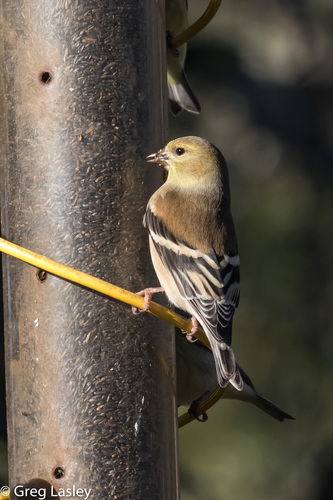 American Goldfinch