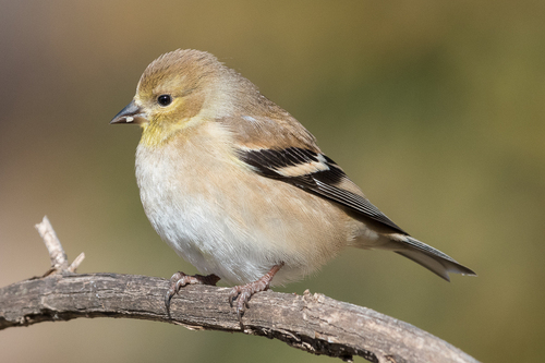 American Goldfinch