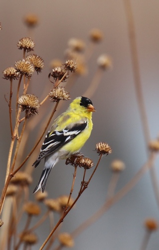 American Goldfinch
