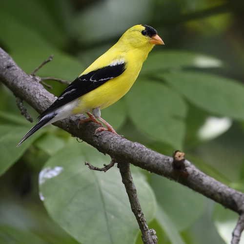 American Goldfinch