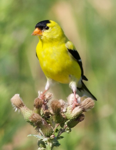 American Goldfinch