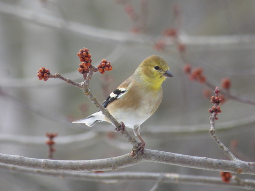 American Goldfinch