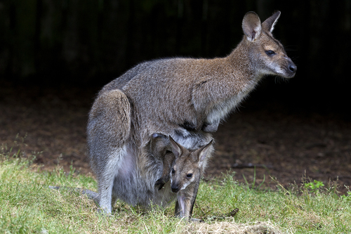 Red-necked Wallaby