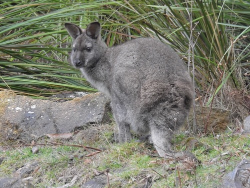 Red-necked Wallaby