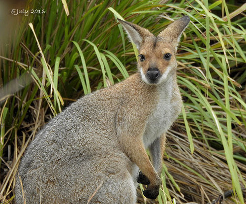 Red-necked Wallaby