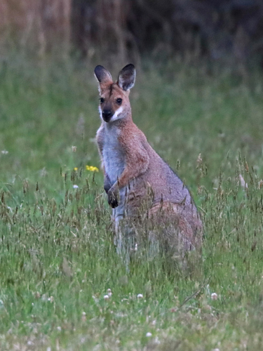 Red-necked Wallaby