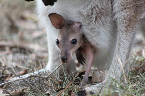 Red-necked Wallaby
