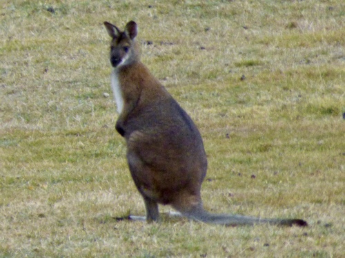 Red-necked Wallaby