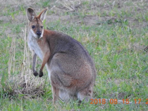 Red-necked Wallaby