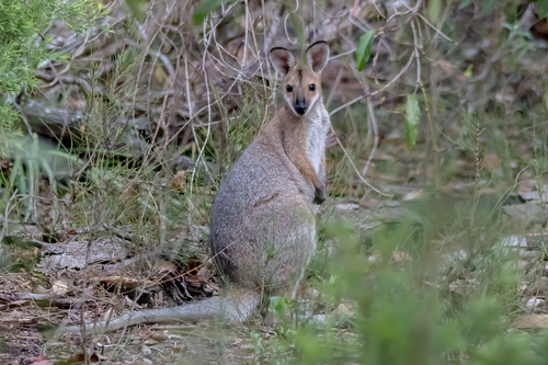 Red-necked Wallaby