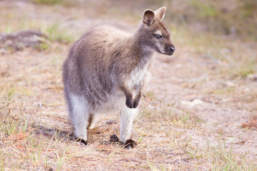 Red-necked Wallaby