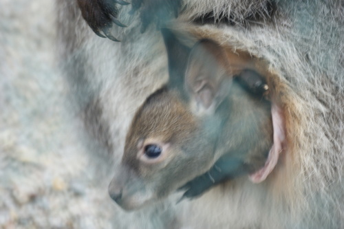 Red-necked Wallaby