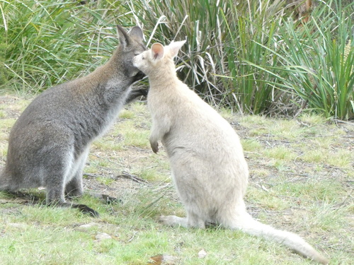 Red-necked Wallaby