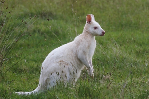 Red-necked Wallaby
