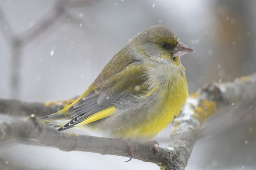 European Greenfinch