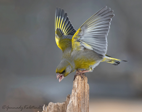 European Greenfinch