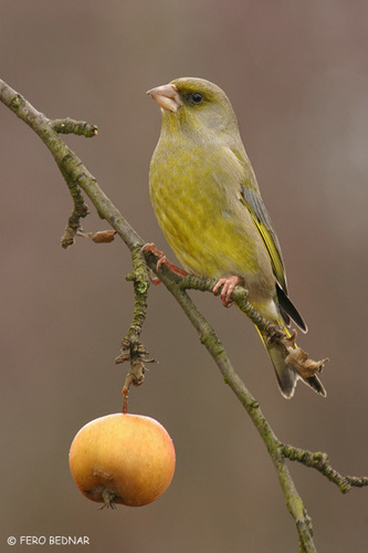 European Greenfinch