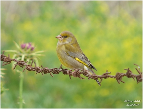 European Greenfinch