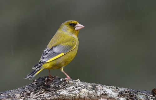 European Greenfinch